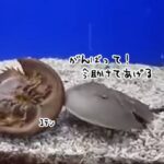 今助けてあげるからね！ひっくり返った仲間を助けるカブトガニ