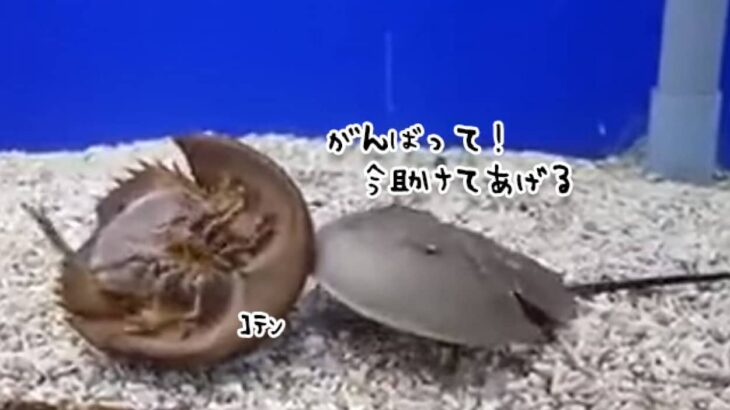 今助けてあげるからね！ひっくり返った仲間を助けるカブトガニ