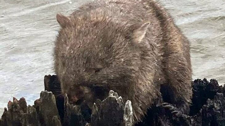 ウォンバットが池の真ん中の切り株で立ち往生。無事救出される