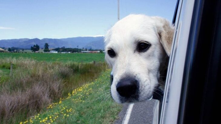 犬が車の窓から顔を出すことを禁止する法案が提出される