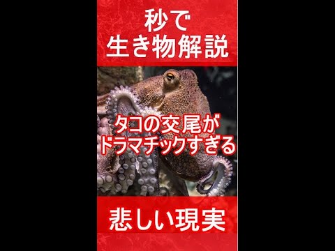 タコの交尾、壮絶すぎるｗｗｗｗｗｗｗｗｗ