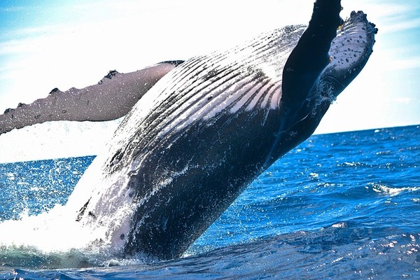 【閲覧注意】専門家「クジラはプランクトンを食べて生きてます」←嘘でしたｗ。本当の食事風景がこちら！