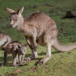 【閲覧注意】カンガルーのお腹、めっちゃグロい（お前らが想像する二十倍グロい…）