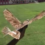 死んだ鳥を空飛ぶドローンとして復活させる科学者たち