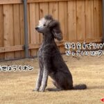 ライオンのつもり。風を全身で受け堂々とポーズを決める犬