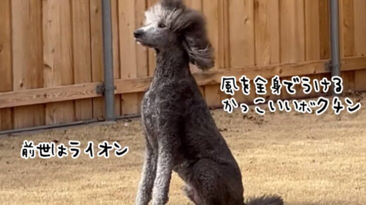 ライオンのつもり。風を全身で受け堂々とポーズを決める犬