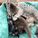 この子もかわいい私の子。カワウソの子を我が子同様にいたわる母猫