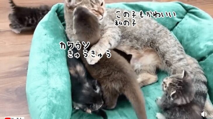 この子もかわいい私の子。カワウソの子を我が子同様にいたわる母猫