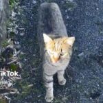 運命の出会い。飼い猫が余命わずかと宣告される直前に偶然出会った猫