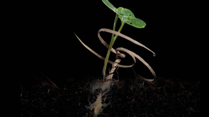 土の中を掘り進んで植物が種を埋めるのを補助し、成長を助ける装置が開発される