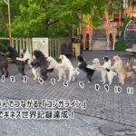 これはかわいい世界記録。犬がつながって歩く「コンガライン」14匹でギネス記録更新