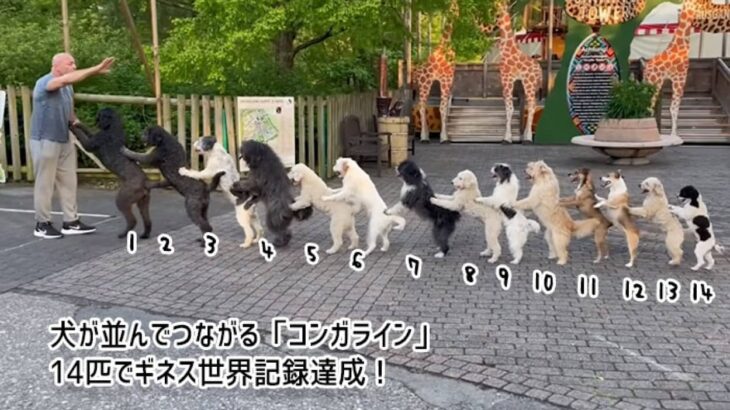 これはかわいい世界記録。犬がつながって歩く「コンガライン」14匹でギネス記録更新