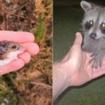 狐も鹿も鳥たちも！野生動物たちが集まって来る魔法の手を持つカメラマン（カエルさんトンボさん出演中）