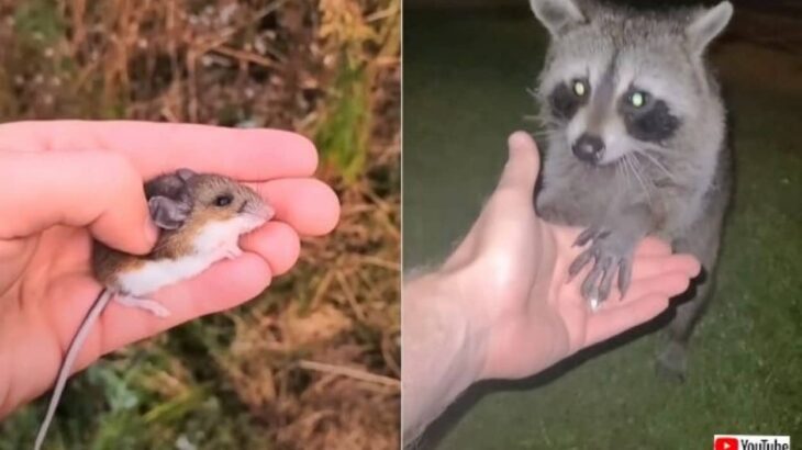 狐も鹿も鳥たちも！野生動物たちが集まって来る魔法の手を持つカメラマン（カエルさんトンボさん出演中）