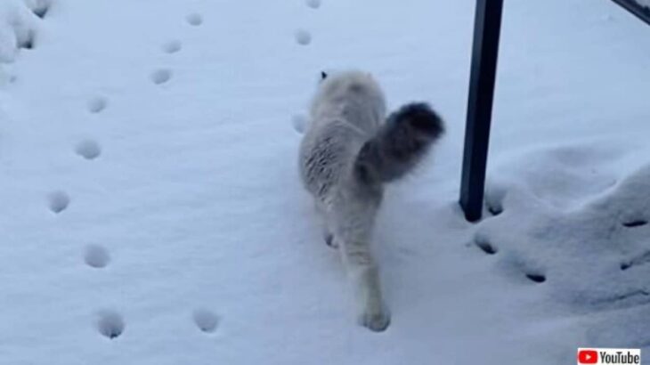 愛猫「できるだけ雪に触りたくニャい！」3匹目のラグドール、前を行く猫の足跡を正確になぞる