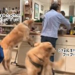 それぞれのスタイル。2匹の犬におけるご飯食べたいダンスの違いが面白い