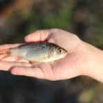 ファフロツキーズ現象か？オーストラリアの砂漠の奥地で魚の雨が降る怪現象