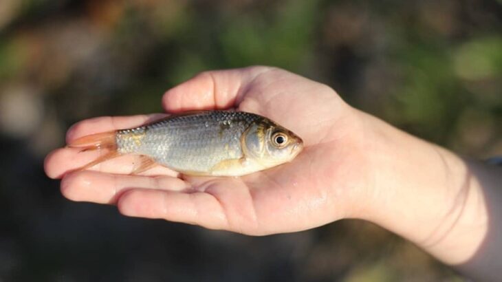 ファフロツキーズ現象か？オーストラリアの砂漠の奥地で魚の雨が降る怪現象