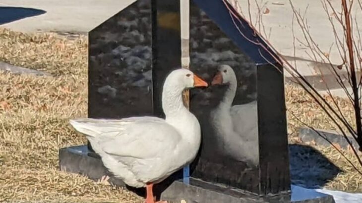 愛する伴侶に先立たれ、悲しみで墓地をさまようガチョウに救いの手、新たな恋人がやってくる