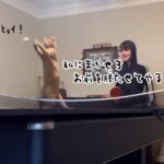 猫は卓球の達人だった！肉球ラケットで打ち返し勝利を導く