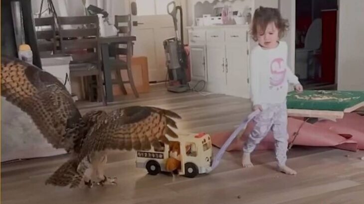 どこにだって一緒に行くよ！だって家族なんだもの！いたずらっ子フクロウとの生活に密着してみた