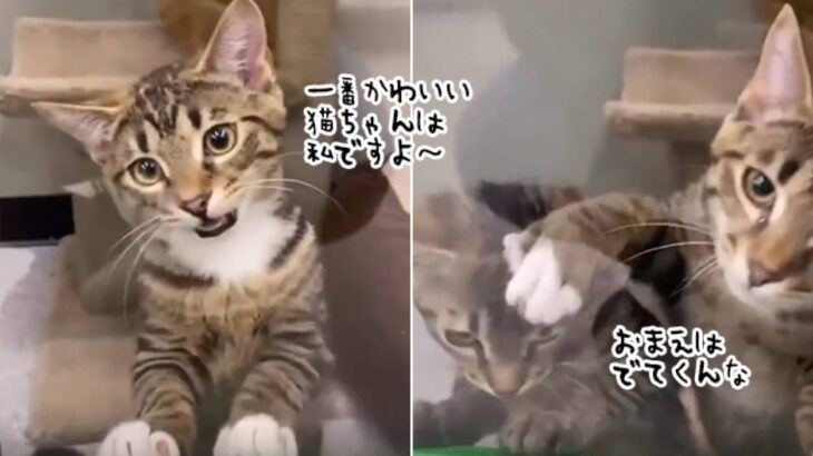 猫を飼うために見に行ったら、自己アピールが激しすぎる猫がいた