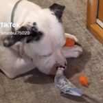 インコに大好物のニンジンを分けてあげるやさしい犬