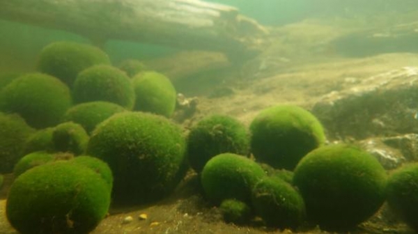 【北海道】阿寒湖のマリモ、温暖化で枯れる可能性