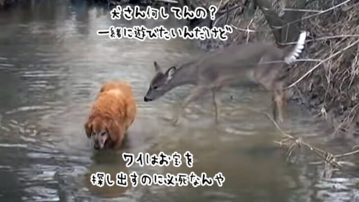 犬の気を引きたい子鹿、あの手この手でダンシング