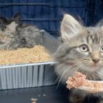 NYCの野良猫TNRミッション～ふわふわ毛玉な子猫たちに暖かいおうちを！