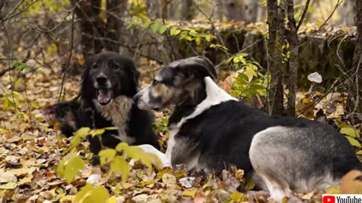 チェルノブイリの犬たちが教えてくれる放射線についてのこと