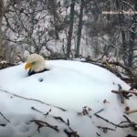 体が雪に埋もれた状態で卵を守っていたハクトウワシ。オスが返ってきてバトンタッチ