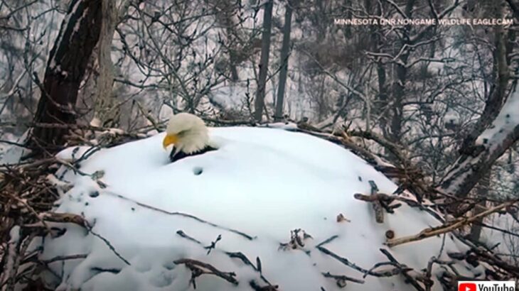 体が雪に埋もれた状態で卵を守っていたハクトウワシ。オスが返ってきてバトンタッチ