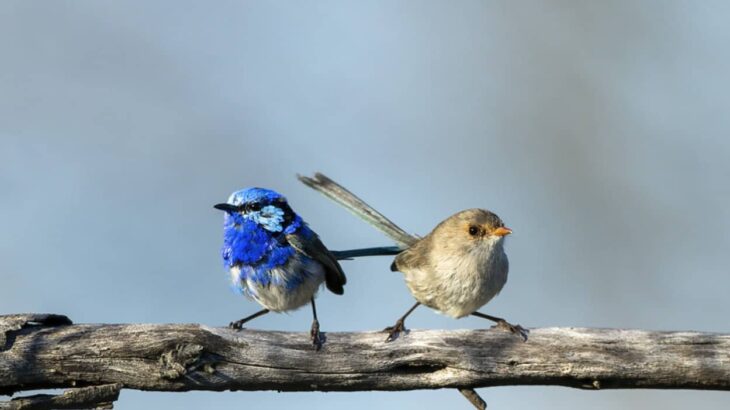 人間みたいな鳥。「ルリオーストラリアムシクイ」は親しい仲間は助けるが、見知らぬ鳥だと無視する