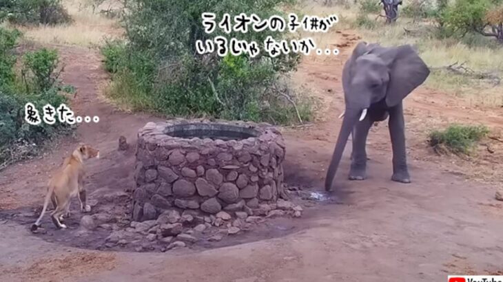 象の子とライオンの子が水場で遭遇。この後どうなる！？