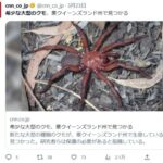 【カニ？】オーストラリアで希少な大型クモが発見される！こんなん叫ぶわ…