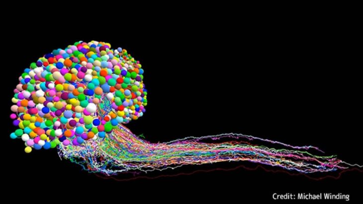 史上初、昆虫の脳の完全なマッピングが完成。脳内のすべての神経接続が明らかに