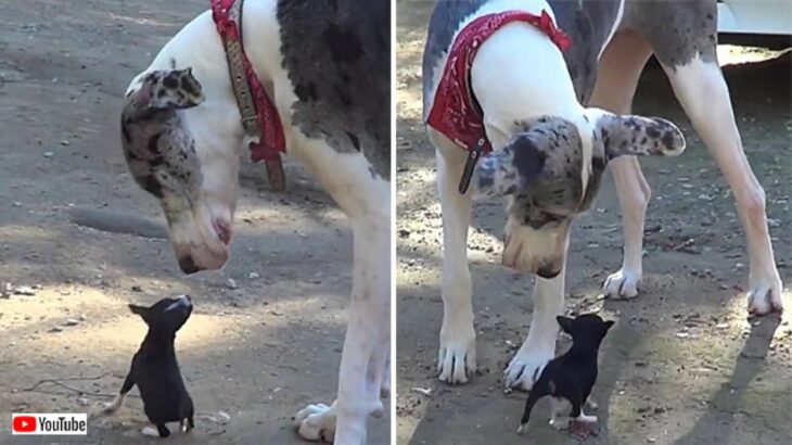 「パイセンにどうしても会いたくて！」小さな犬が向かった先は憧れの大きな犬のいる場所だった