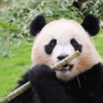 【画像】中国「ねえ待って！アメリカから帰ってくるパンダの様子がおかしいんだけど！！」→