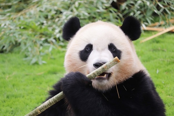 【画像】中国「ねえ待って！アメリカから帰ってくるパンダの様子がおかしいんだけど！！」→