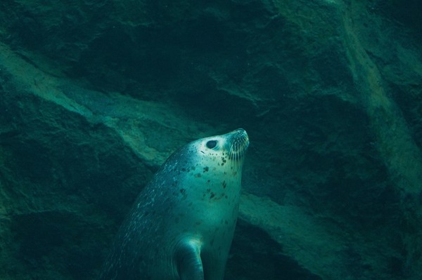 【悲報】ブラック水族館、闇が深すぎて炎上ｗｗｗｗｗｗｗ