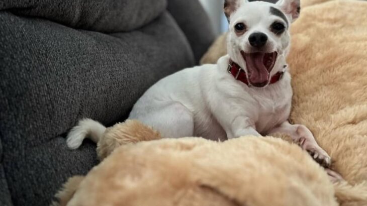 大親友の大きな犬を失った小型犬、そっくりのぬいぐるみから離れない