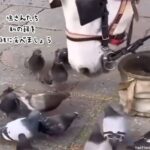 鳩たちに自分の餌を分け与えようとする馬