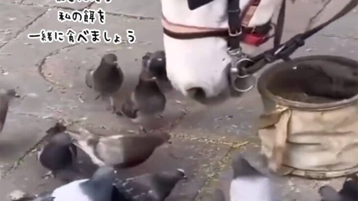 鳩たちに自分の餌を分け与えようとする馬