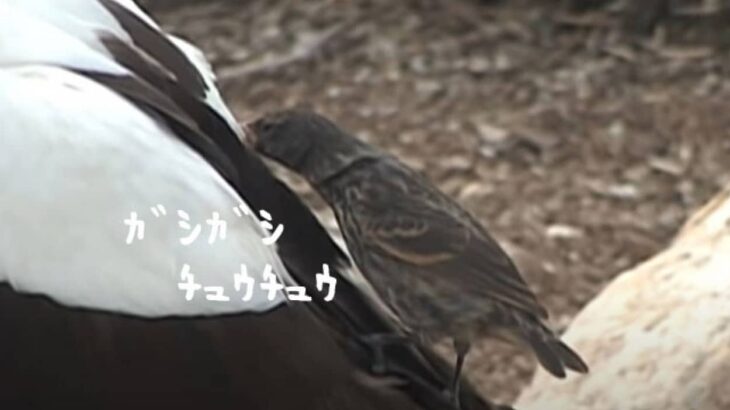 生きている鳥にくちばしをザクザク差して血を吸う唯一の鳥