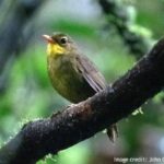 うれしいニュース。絶滅したかと思われていたマダガスカルの鳥が24年ぶりに再発見