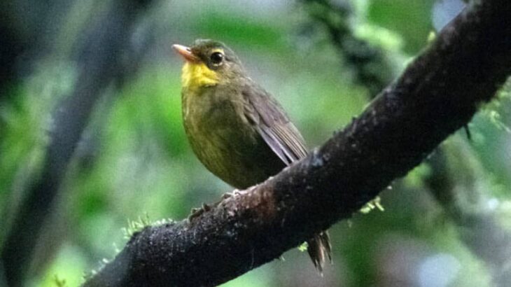 うれしいニュース。絶滅したかと思われていたマダガスカルの鳥が24年ぶりに再発見