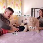 ボクのママンに手を出すな！夫が妻を触ろうとすると断固阻止する犬