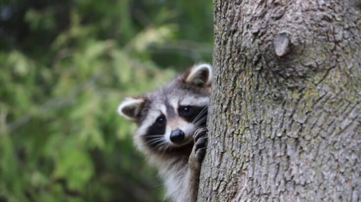 妻が子供が欲しいと言うので、ペットのアライグマを借りて、自分が子育てできるかどうか試した男性