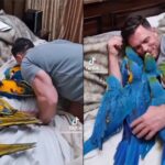 ヒナの時から6羽のインコを育て続けている男性は寝るときも一緒。最高にキュートな寝かしつけ